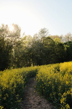 İlkbaharda parlak mavi gökyüzünün altında kolza tohumu sarı çiçek tarlalarında ve orman ağaçlarında yürüyüş izleri. Yüksek kalite fotoğraf