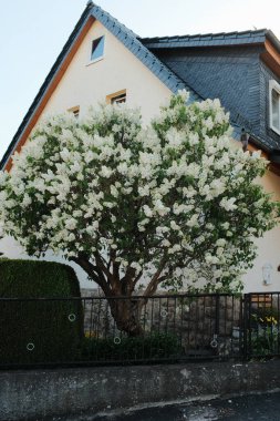 Kırsal kırsal kesimde evler yeşil tarlalar ve mavi gökyüzünün altındaki ağaçlar huzur dolu köy manzarası altın saatinde. Yüksek kalite fotoğraf