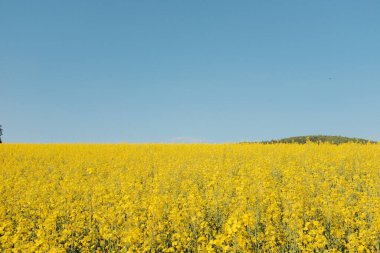 İlkbaharda parlak mavi gökyüzünün altında kolza tohumu sarı çiçek tarlalarında ve orman ağaçlarında yürüyüş izleri. Yüksek kalite fotoğraf