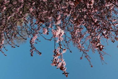 İlkbahar mevsiminde açık mavi gökyüzüne karşı pembe kiraz dalları açarlar. Yüksek kalite fotoğraf