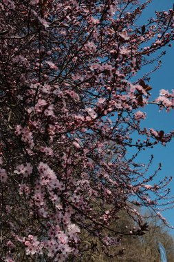 İlkbahar mevsiminde açık mavi gökyüzüne karşı pembe kiraz dalları açarlar. Yüksek kalite fotoğraf