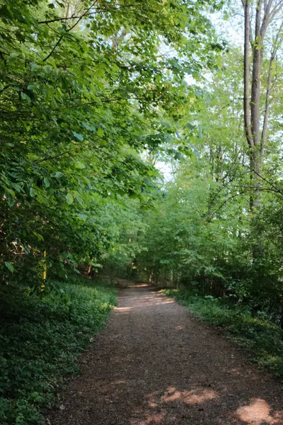İlkbahar boyunca orman yolu üzerinde yeşil ağaç gölgeliği, benekli güneş ışığı ve huzurlu ormanlık alandaki topraksı patikalar. Yüksek kalite fotoğraf