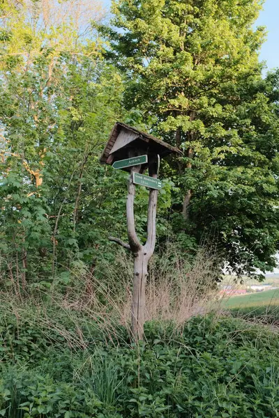 İlkbaharda parlak mavi gökyüzünün altında kolza tohumu sarı çiçek tarlalarında ve orman ağaçlarında yürüyüş izleri. Yüksek kalite fotoğraf