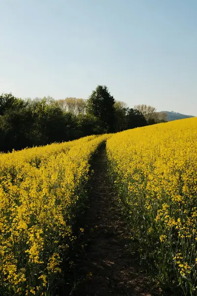 İlkbaharda parlak mavi gökyüzünün altında kolza tohumu sarı çiçek tarlalarında ve orman ağaçlarında yürüyüş izleri. Yüksek kalite fotoğraf