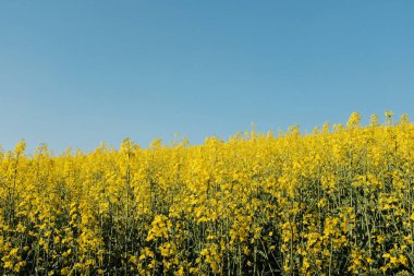 İlkbaharda parlak mavi gökyüzünün altında kolza tohumu sarı çiçek tarlalarında ve orman ağaçlarında yürüyüş izleri. Yüksek kalite fotoğraf