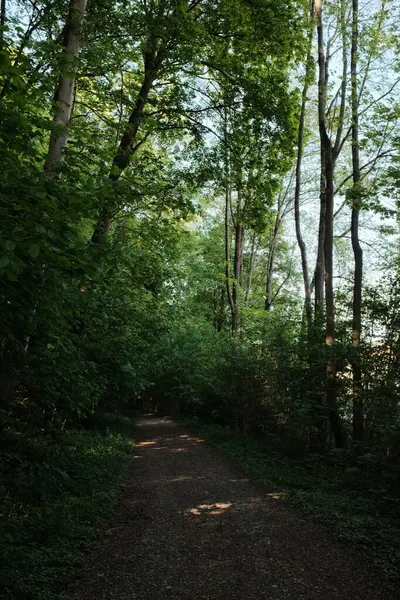 İlkbahar boyunca orman yolu üzerinde yeşil ağaç gölgeliği, benekli güneş ışığı ve huzurlu ormanlık alandaki topraksı patikalar. Yüksek kalite fotoğraf