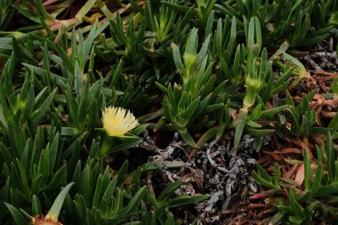 Cabo da Roca Sintra Portekiz 'deki doğal yaşam alanındaki doğal bitki örtüsü ve yabani bitki örtüsünü kapatın. Sarı kır çiçekleri dikenli yapraklar ve yemyeşil yapraklar detaylarıyla yer almaktadır. Yüksek kalite fotoğraf