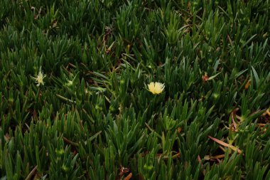 Cabo da Roca Sintra Portekiz 'deki doğal yaşam alanındaki doğal bitki örtüsü ve yabani bitki örtüsünü kapatın. Sarı kır çiçekleri dikenli yapraklar ve yemyeşil yapraklar detaylarıyla yer almaktadır. Yüksek kalite fotoğraf