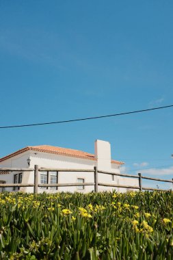 Cabo da roca sintra Portekiz kırsal seyahat mimarisi yakınlarındaki açık mavi gökyüzünün altında bahar sarısı yaban çiçeği tarlasında kırmızı kiremitli geleneksel Portekiz beyaz evi. Yüksek kalite