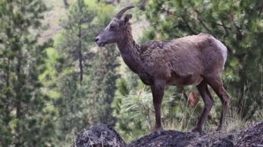 Dişi büyük boynuzlu koyun kayanın üzerinde duruyor, çevreyi gözlemliyor ve çiğniyor. Dişi koyunlar Kelowna, Okanagan, British Columbia, Kanada yakınlarında.