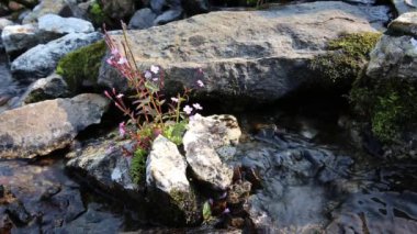 Canlı dağ çiçekleri, kristal berraklığında bir derede kayaların arasında büyür. Doğanın dayanıklılığını ve güzelliğini bir dağ ortamında sergiler..