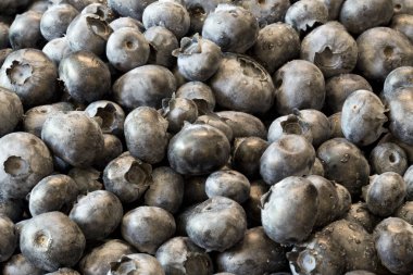 Yaban mersinli yakın çekim görüntü renk gradyanı koyu mordan tozlu maviye. Meyve suyu markaları veya antioksidan sağlık içeriği için çok yönlü.