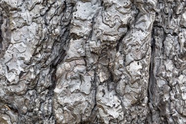 Tamamen karbonlaştırılmış ağaç kabuğunun aşırı yakın plan detayları orman yangını sırasında oluşan yoğun ısının oluşturduğu soyut desenleri gözler önüne seriyor..