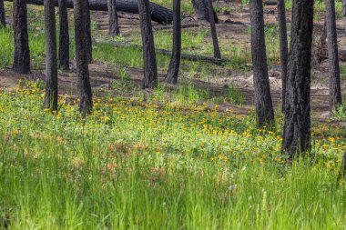 Tamamen kararmış ve yapraksız ağaç gövdeleri gelişen yeşil otlar ve neşeli kır çiçeklerinin üzerinde duruyor. Çılgınateş sonrası.