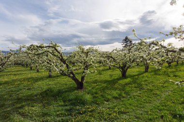 Ticari meyve bahçesi işlemleri en fotojenik aşamasında, elma ağaçları çiçeklerle kaplı, hepsi parlak bulutlu gökyüzünün altında iyi bir hasat vaat ediyor.