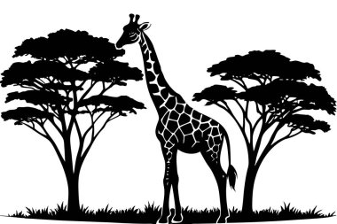 Afrika Vahşi Hayatı 'nda Zürafa ve Siluetli Ağaçlarla Güzel Gün Batımı