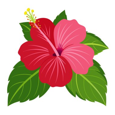 güzel hibiscus çiçek şekil