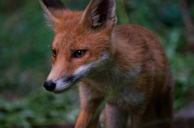Yeşilliklerle çevrili, yemyeşil bir orman ortamında genç bir kızıl tilki yavrusunun yakın çekimi. Tilki gibi keskin bakışlar ve tuhaf ifade akşamın sıcacık ışığında yakalanır.. 