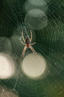 Örümcek ağı ören Avrupalı bir bahçe örümceğinin yakın plan görüntüsü