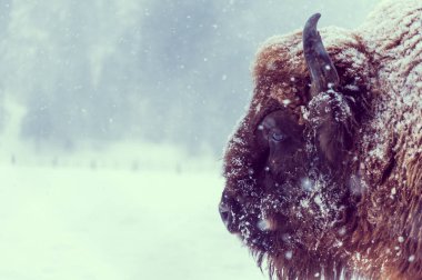 Doğal ortamdaki karlı bir günde Avrupalı bir bizonun (Bison bonasus) yakın plan portresi