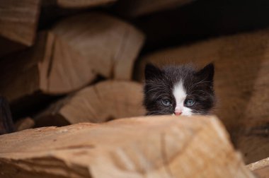 Bir odun yığını içinde saklanan sevimli utangaç bir kedinin portresi.