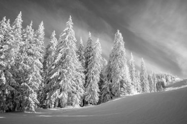 Karla kaplı çam ağaçlarından oluşan bir ormanın sergilendiği sakin, siyah ve beyaz bir kış manzarası. Fotoğraf, doğanın basitliğinin zamansız ve sakin bir görüntüsünü sunarak, kış boyunca vahşi doğanın sessiz güzelliğini ve el değmemiş halini yakalar.