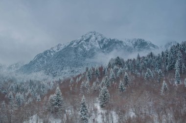 A breathtaking view of a snow-covered mountain peak in the Carpathian Mountains, Romania, surrounded by a frosted forest under a misty winter sky. The scene captures the serene beauty of nature during winter, with icy pine trees and an atmospheric ba clipart