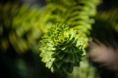 Büyüleyici bir fraktal desenle egzotik yeşil bir bitkinin karmaşık detaylarını yakalayan çarpıcı bir makro çekim. Geometrik simetri ve organik güzellik bu botanik yakın çekimi doğa, ekoloji ve tasarımdan esinlenilmiş görseller için mükemmel kılıyor..