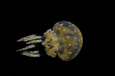 Bir denizanasına yaklaş.