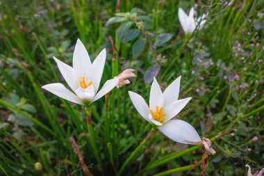 Beyaz kır çiçekleri sabah çiçek açıyor.