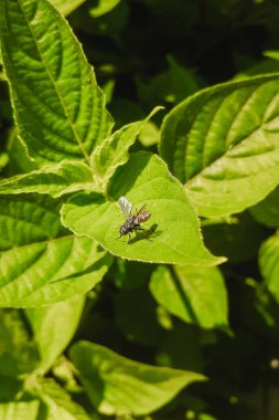 Flies landing on leaves clipart