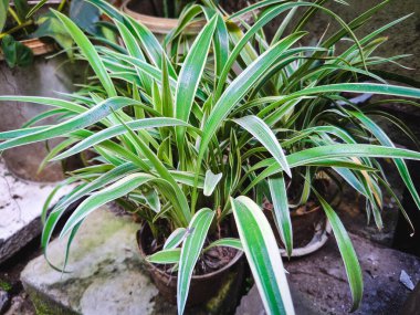 Terasta bir tencerede yeşil bir bitkinin yakın çekimi.