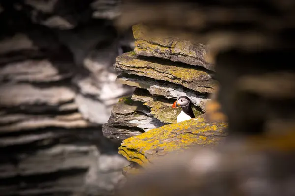 Bir martı, Kuzey İngiltere 'deki bu engebeli manzaranın güzelliğini gözler önüne sererek Orkney Adası' nın kayalıklarına tünedi.