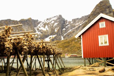 Norveç, Lofoten 'de morina balığı kurutuluyor. Arka planda geleneksel kırmızı bir ev var..