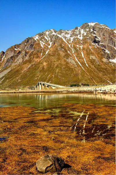 Norveç 'te fiyordu kaplayan kahverengi deniz yosunu, bir yol köprüsü ve arka planda manzaralı dağlar..