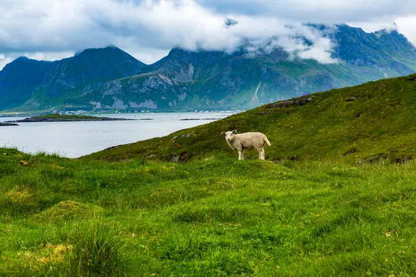 Bir kuzu, tamamen bulutlu bir günde Norveç 'in Lofoten şehrinde huzur içinde otlar. Arkasındaki dramatik dağlar kısmen bulutlarla örtülü..