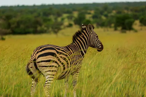 Bir zebra, Afrika savanasının uzun otlarında huzur içinde otluyor. Kuru otlar sıcak güneş ışığında sallanıyor..