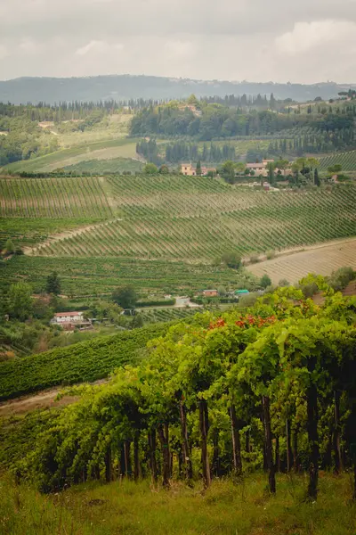 Tuscany 'nin şarap vadisinin göz kamaştırıcı manzarası ve sonsuz üzüm tarlaları. Sarmaşıklardaki üzümlere yakından bakınca manzaraya cazibe katıyor..