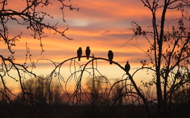 Birds in silhouette on branches with warm sunset tones clipart