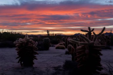 Cactus silhouettes in a desert landscape at dusk clipart