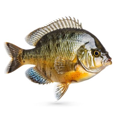 Bluegill beyaz arkaplanda izole edildi