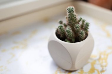 Close-up of small cactus in pot on marble table.