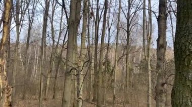 View of trees in park, spring time. Natural background.