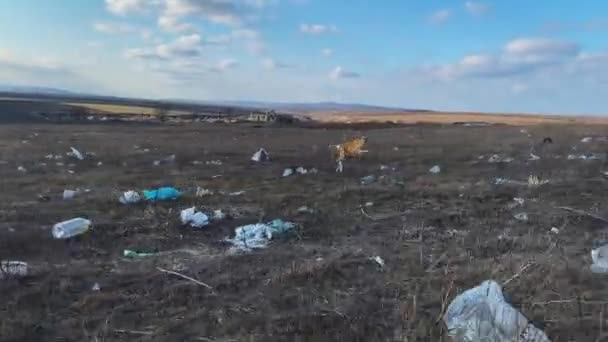 Homeless Barking Dogs Run Camera Dry Garbage Polluted Field Wild — Stockvideo