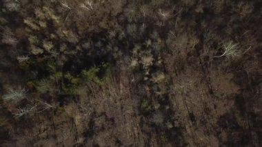 Bahar Ormanı 'nın havadan görünüşü. İnsansız hava aracı ağaçların üzerinde uçuyor. Çevre kavramı.