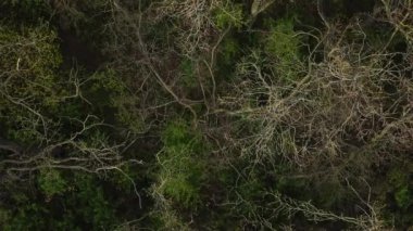 Erken bahar ormanlarının havadan görünüşü. İnsansız hava aracı görüntüleri. Doğal arka plan. Orman manzarası.