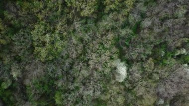 Erken bahar ormanlarının havadan görünüşü. İnsansız hava aracı görüntüleri. Doğal arka plan. Orman manzarası.