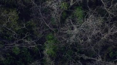 Erken bahar ormanlarının havadan görünüşü. İnsansız hava aracı görüntüleri. Doğal arka plan. Orman manzarası.