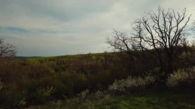 Ormandaki ağaçların havadan görünüşü. Doğa manzarası. İnsansız hava aracı görüntüleri. Bulutlu gökyüzünün arkaplanı.