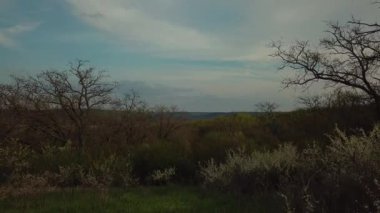 Ormandaki ağaçların havadan görünüşü. Doğa manzarası. İnsansız hava aracı görüntüleri. Bulutlu gökyüzünün arkaplanı.